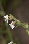 Common catchfly